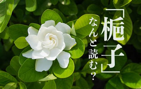 梔子|「梔子」はどんな花？ 花言葉は？ 読み方や由来も紹介 